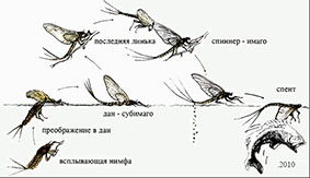 Личинка поденки рисунок